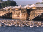CHHATRA SAGAR - Nimaj Camp